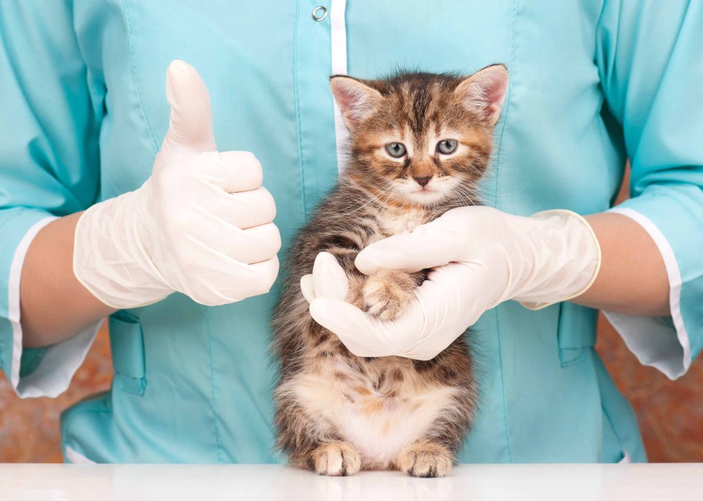 Sad little kitten on hands at the veterinarian