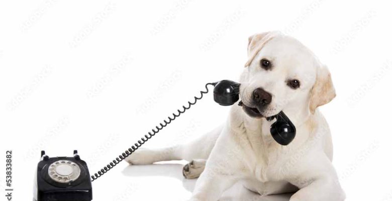 CONTACTO perro cogiendo el teléfono