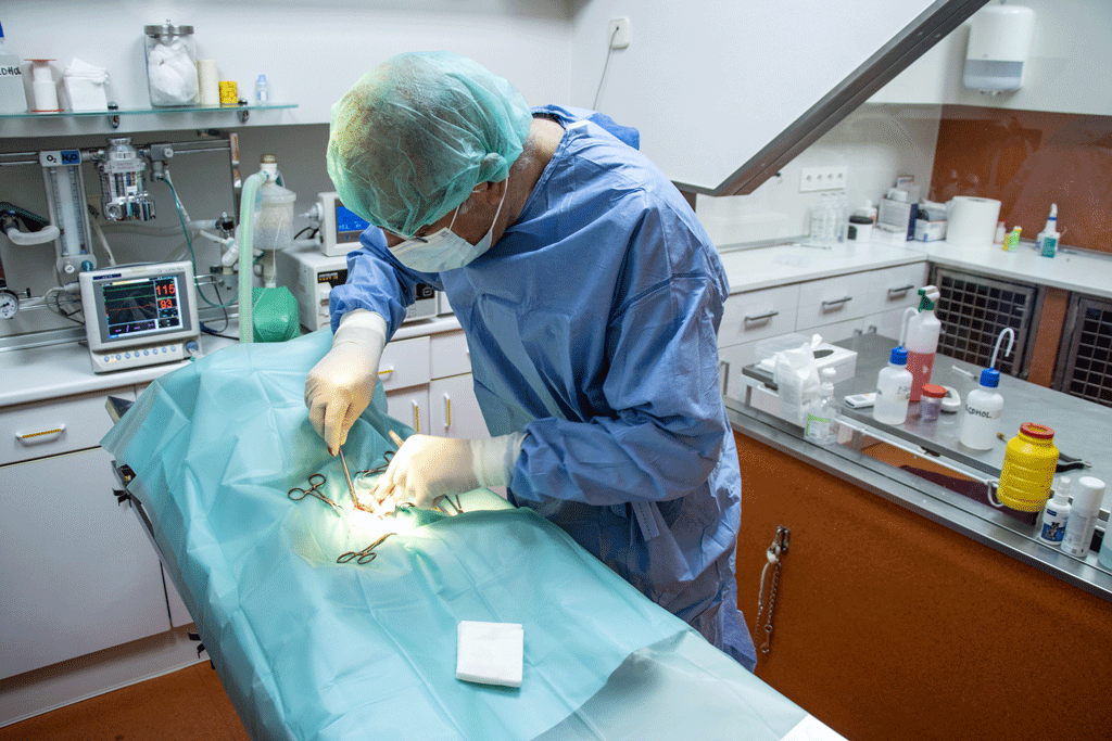 C_veterinario en quirófano operando