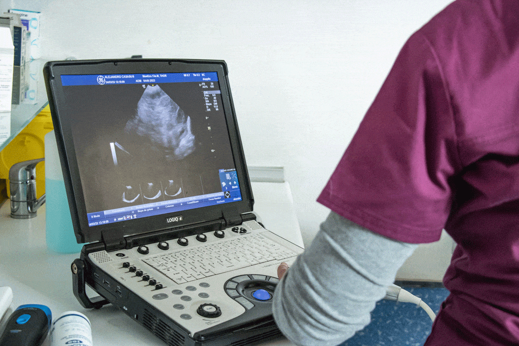 DI_diagnóstico por imagen en veterinaria