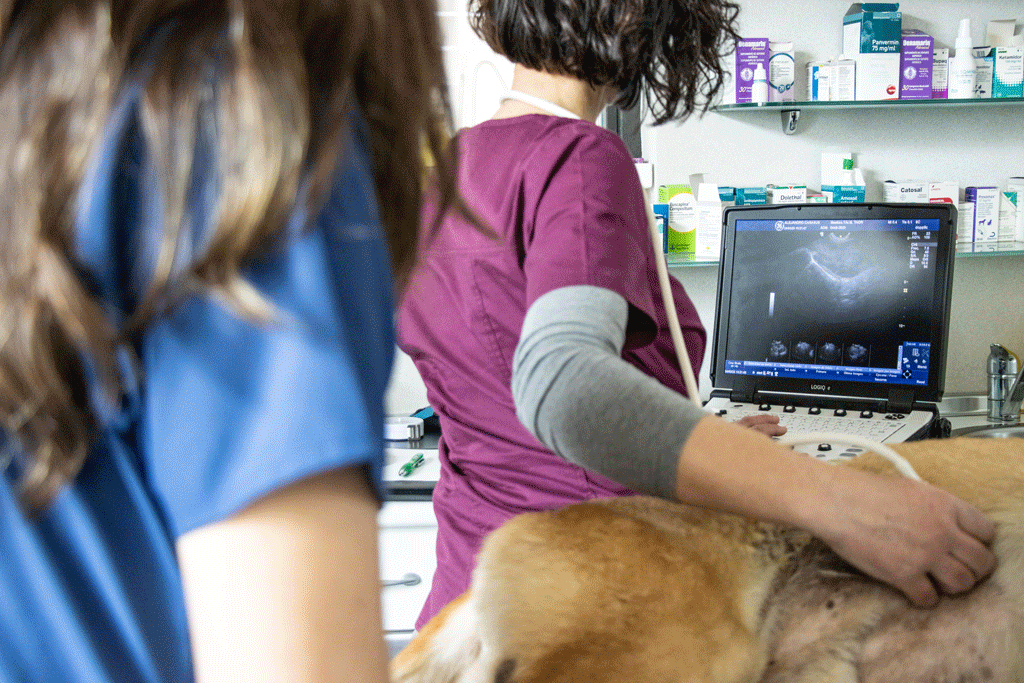DI_veterinarios haciendo ecografía