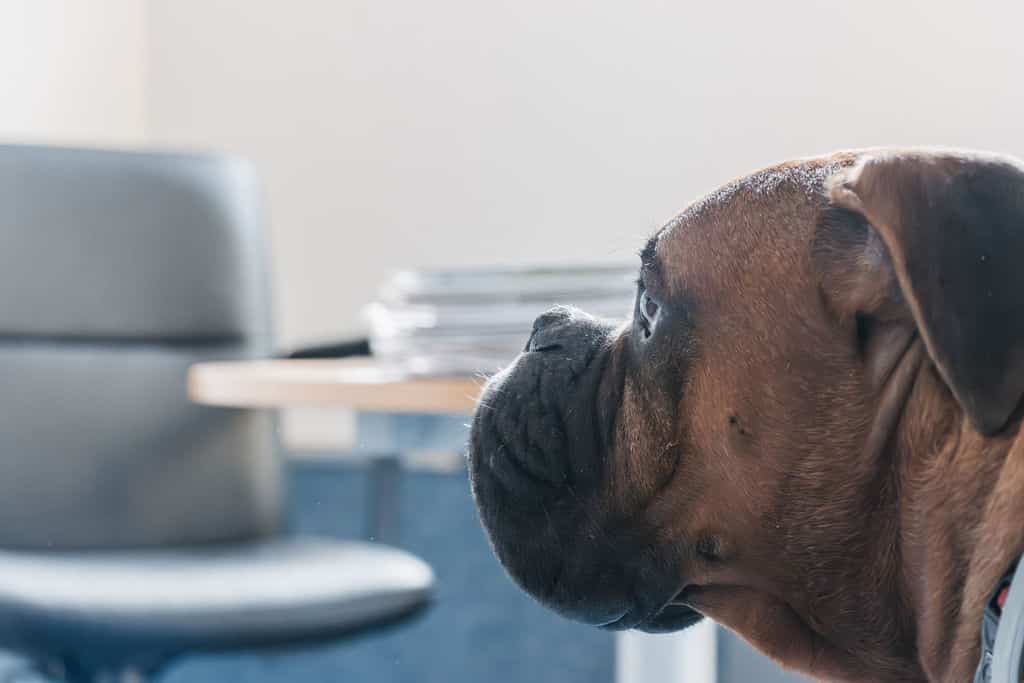 HO_perro de perfil