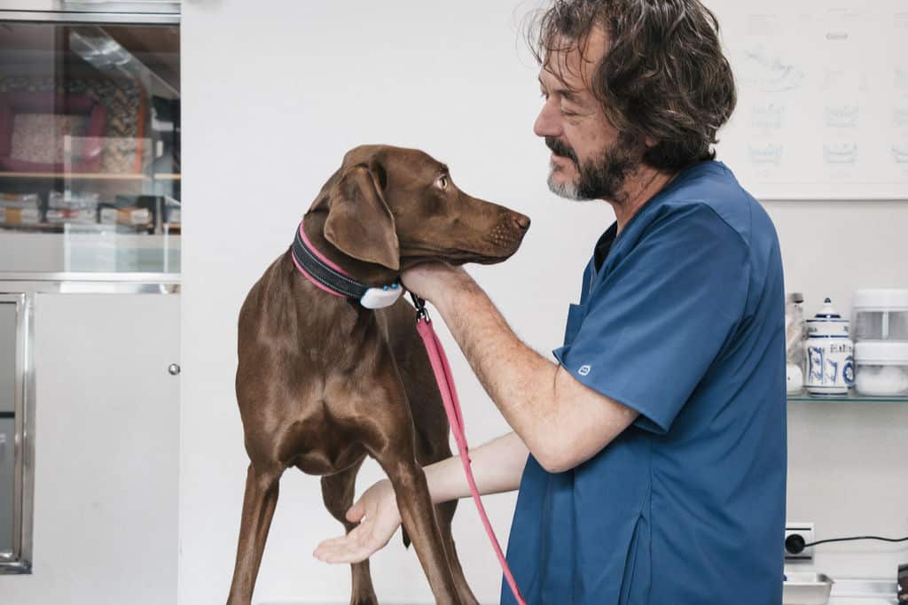 HO_veterinario atendiendo a perro