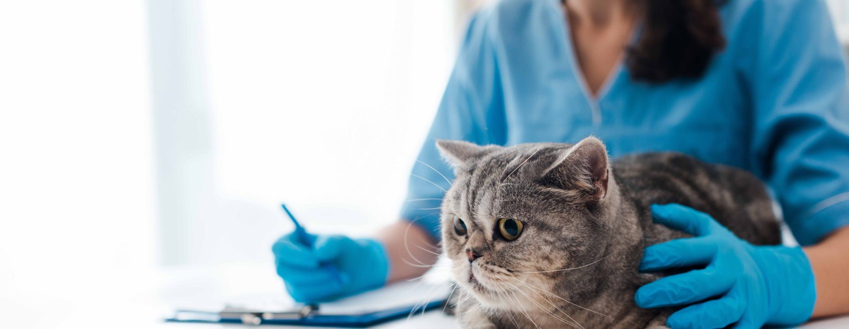 selective focus of young veterinarian wiriting on clipboard near tabby scottish straight cat