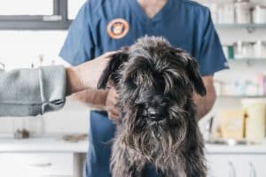 MI Revisión veterinaria a perro