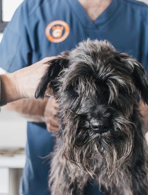 MI Revisión veterinaria a perro