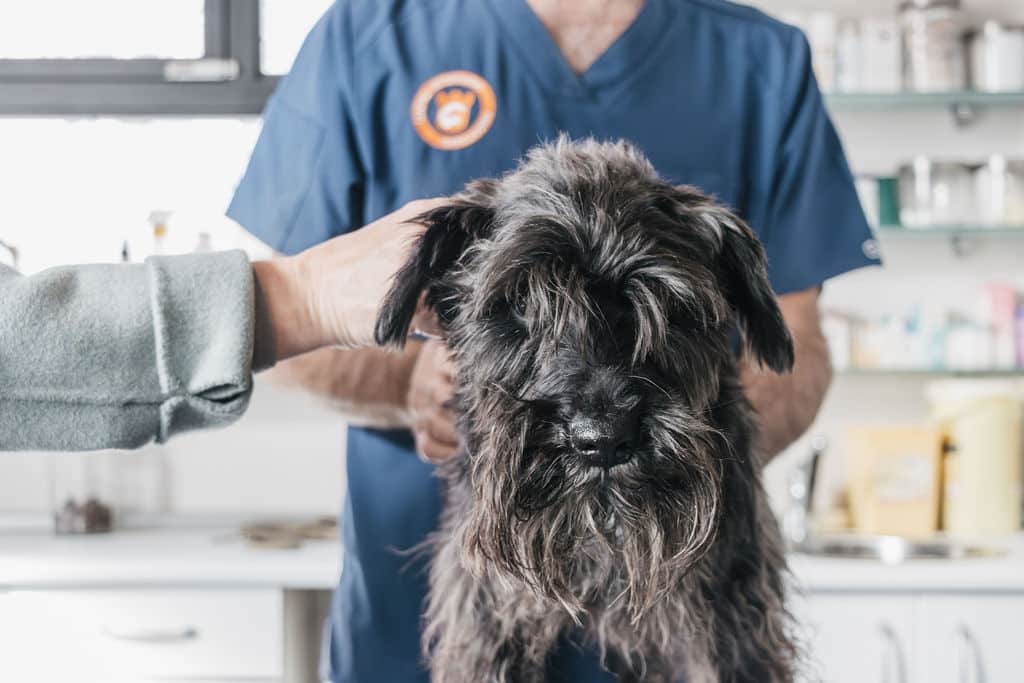 MI Revisión veterinaria a perro